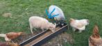 Mooi ouessant ram, Dieren en Toebehoren, Mannelijk, Schaap, 0 tot 2 jaar