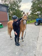 Duitse rijpony te koop, Dieren en Toebehoren, Merrie, Gechipt, Springpony, L