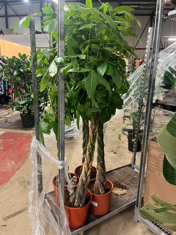 Pachira aquatica – 160-200cm beschikbaar voor biedingen