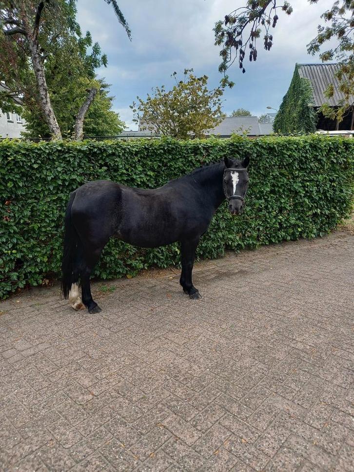 Kinder, gezelschapspony, merrie, Dieren en Toebehoren, Paarden, Merrie, Minder dan 160 cm, 11 jaar of ouder, Recreatiepaard, Met stamboom