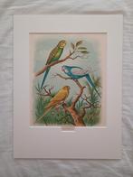 Antieke lithografie met Grasparkieten, Antiek en Kunst, Ophalen of Verzenden