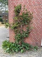 Tree, Bloeit niet, Halfschaduw, 100 tot 250 cm, Overige soorten