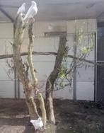 Altenburger Trommelduiven, Dieren en Toebehoren, Pluimvee, Meerdere dieren, Overige soorten