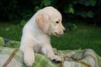 Golden Retriever x Labrador pups, Dieren en Toebehoren, Honden | Retrievers, Spaniëls en Waterhonden, Golden retriever, CDV (hondenziekte)