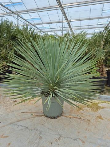 Yucca ROSTRATA, winterhard beschikbaar voor biedingen
