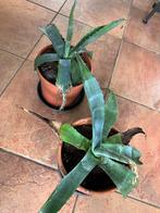 2x een agave groen in pot, Vaste plant, Overige soorten, Ophalen, Bloeit niet