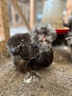 Broedeieren usa zijdrhoen kleur Mottled, Geslacht onbekend, Kip