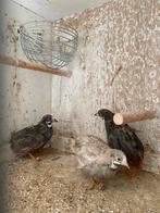 Chinese dwergkwartel haantjes te koop, Dieren en Toebehoren, Vogels | Overige Vogels, Mannelijk, Tropenvogel