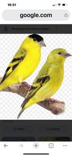 Gezocht Yarrel Sijs Man, Mannelijk