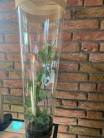 Grote glazen vaas met wandelende takken, Dieren en Toebehoren, Overige Dieren, December, Geslacht onbekend