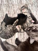 Kittens, Dieren en Toebehoren, Ophalen, Nieuw