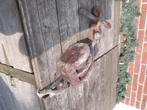 Oude boot lier control, Ophalen