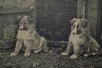 FRANKRIJK 1905 TWEE PUPPIE HONDJES SCHOTSE COLLIE, Ophalen, Voor 1920, Ongelopen, Sterren en Beroemdheden