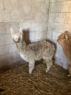 Koppel alpacas, Dieren en Toebehoren, Overige Dieren, Meerdere dieren