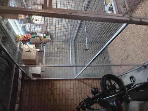 Vogelvoliere met 8 agepornissen, Dieren en Toebehoren, Vogels | Parkieten en Papegaaien, Parkiet, Meerdere dieren