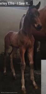 Super leuk hengst veulen, Dieren en Toebehoren, Paarden, Hengst, Minder dan 160 cm, Dressuurpaard, 0 tot 2 jaar