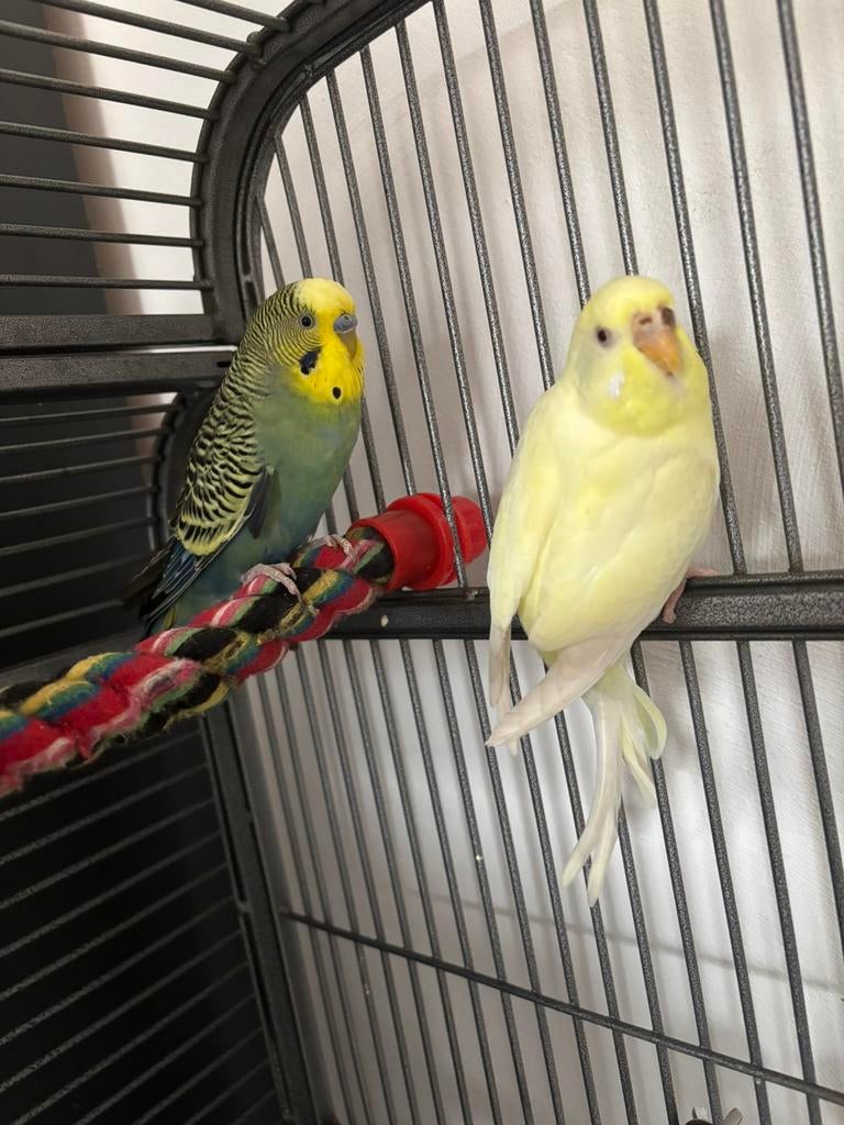 2 parkietjes te koop!, Dieren en Toebehoren, Vogels | Parkieten en Papegaaien, Meerdere dieren, Parkiet