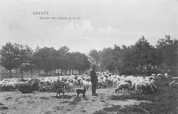 (388-039-031) Drenthe Scheper met Schapen op de Heide beschikbaar voor biedingen