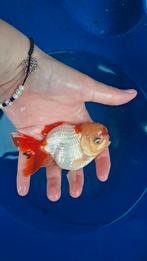 Oranda Goudvis, Dieren en Toebehoren, Vissen | Vijvervissen, Goudvis(sen)