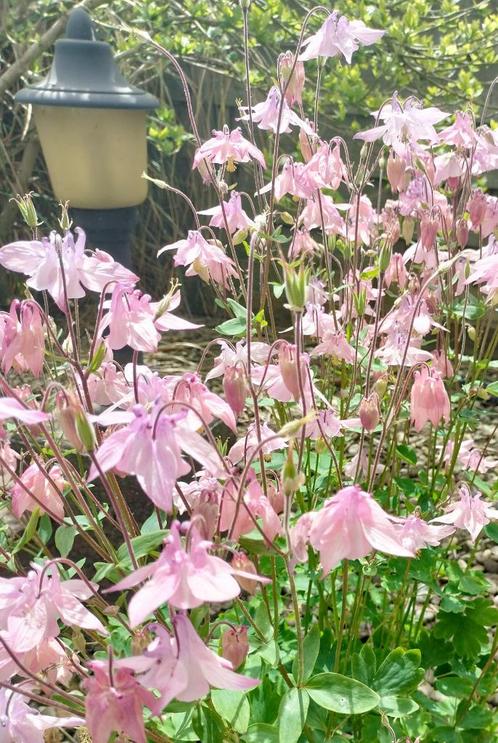 Akelei Roze zaden, Tuin en Terras, Bloembollen en Zaden, Zaad, Verzenden