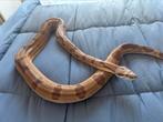 Boa imperator hypo jungle, Slang