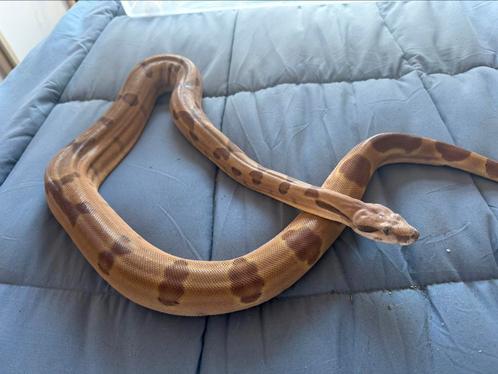 Boa imperator hypo jungle, Dieren en Toebehoren, Reptielen en Amfibieën, Slang