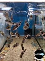 Puntius Fasciatus - Meloenbarbeel, Vis, Zoetwatervis