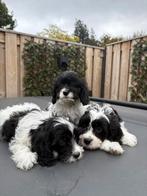 Cavapoo pups  reutjes  🐶 mogen nest verlaten, Rabiës (hondsdolheid), Overige rassen, 8 tot 15 weken, Meerdere