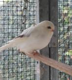 Gloster kanaries, Mannelijk, Kleurkanarie