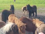Hengst veulens, Dieren en Toebehoren, Pony's, Merrie, A pony (tot 1.17m), Gechipt, 3 tot 6 jaar
