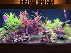 Ciano aquarium 120 cm, 240 liter, Dieren en Toebehoren, Vissen | Aquaria en Toebehoren, Ophalen, Gebruikt, Leeg aquarium
