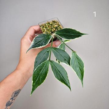 Hoya Polyneura Albo Variegata  beschikbaar voor biedingen