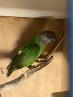 Te koop Bonte boer (pop), Dieren en Toebehoren, Vogels | Parkieten en Papegaaien, Vrouwelijk, Papegaai, Geringd