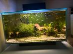 Fluval edge 2.0 aquarium, reserves en vissen overcompleet, Dieren en Toebehoren, Vissen | Aquaria en Toebehoren, Ophalen of Verzenden