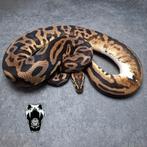 1.0 Pastel Leopard Spotnose Het Pied (Python regius), Slang, Tam, 3 tot 6 jaar