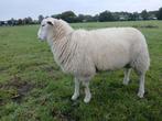 Swifter dekrammen, Dieren en Toebehoren, Schapen, Geiten en Varkens, Mannelijk, Schaap, 0 tot 2 jaar