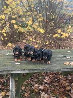 Kanichen teckel puppy’s black and tan, Dieren en Toebehoren, Kaninchen, 8 tot 15 weken, Korthaar, Meerdere