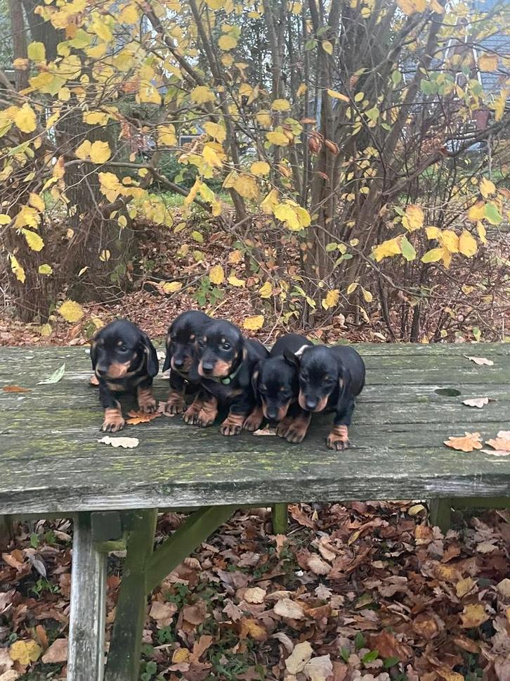 Kanichen teckel puppy’s black and tan, Dieren en Toebehoren, Honden | Teckels en Dashonden, Meerdere dieren, Korthaar, Kaninchen