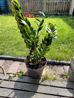 Plant, Ophalen, Minder dan 100 cm