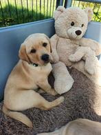 Labrador pups gele reutjes met stambom, Nederland, Reu, CDV (hondenziekte), 8 tot 15 weken