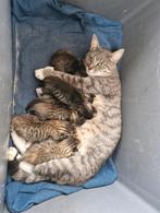 Kittens kruising bengaalse kat