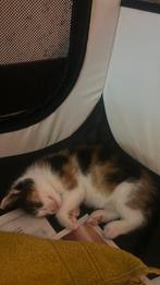Kitten