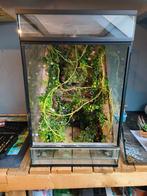 Volledig ingericht terrarium, Dieren en Toebehoren, Reptielen en Amfibieën | Toebehoren, Ophalen, Gebruikt