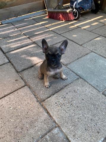 Franse bulldog teefje beschikbaar voor biedingen