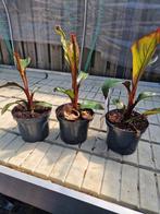 Rode bananen planten  .de laaste 4, Tuin en Terras, Planten | Tuinplanten, Ophalen, Zomer, Volle zon