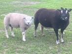 Stamboek texelaar rammen uit kruising dassenkop x wit, Mannelijk, Schaap