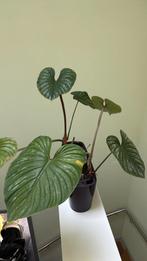 Philodendron plowmanii topcutting, Huis en Inrichting, Kamerplanten, Ophalen of Verzenden, Overige soorten, Minder dan 100 cm