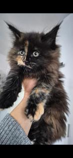 Maine coon girl, Dieren en Toebehoren, Katten en Kittens | Raskatten | Langhaar, Poes, Ontwormd, 0 tot 2 jaar