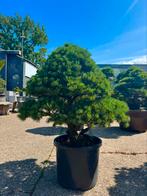 Japanse tuinbonsai, Niwaki , Pinus Parviflora, Japanse Ilex, 100 tot 250 cm, Zomer, Ophalen, Volle zon