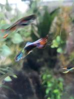 Guppies te koop, Dieren en Toebehoren, Vissen | Aquariumvissen, Vis